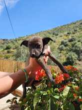 ELLA, Hund, Mischlingshund in Spanien - Bild 3