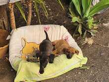 ELLA, Hund, Mischlingshund in Spanien - Bild 5