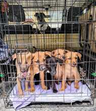 ELLA, Hund, Mischlingshund in Spanien - Bild 8