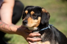 BOOTS, Hund, Beagle-Cavalier King Charles Spaniel-Mops-Bulldogg in Ungarn