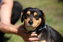 BOOTS, Hund, Beagle-Cavalier King Charles Spaniel-Mops-Mix in Ungarn - Bild 10