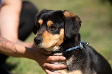 BOOTS, Hund, Beagle-Cavalier King Charles Spaniel-Mops-Mix in Ungarn - Bild 12