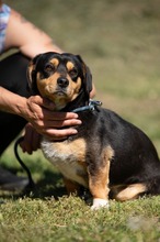 BOOTS, Hund, Beagle-Cavalier King Charles Spaniel-Mops-Mix in Ungarn - Bild 13
