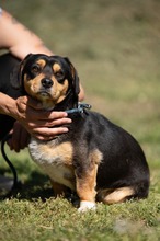BOOTS, Hund, Beagle-Cavalier King Charles Spaniel-Mops-Mix in Ungarn - Bild 15
