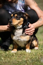 BOOTS, Hund, Beagle-Cavalier King Charles Spaniel-Mops-Mix in Ungarn - Bild 16