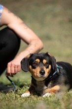 BOOTS, Hund, Beagle-Cavalier King Charles Spaniel-Mops-Mix in Ungarn - Bild 17