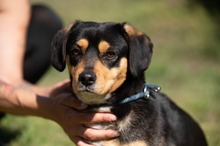 BOOTS, Hund, Beagle-Cavalier King Charles Spaniel-Mops-Mix in Ungarn - Bild 18
