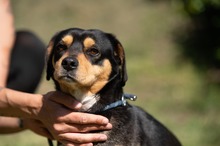 BOOTS, Hund, Beagle-Cavalier King Charles Spaniel-Mops-Mix in Ungarn - Bild 19