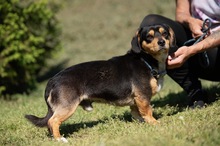 BOOTS, Hund, Beagle-Cavalier King Charles Spaniel-Mops-Mix in Ungarn - Bild 2