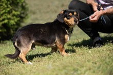 BOOTS, Hund, Beagle-Cavalier King Charles Spaniel-Mops-Mix in Ungarn - Bild 3