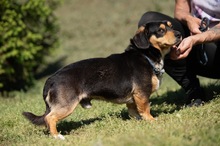 BOOTS, Hund, Beagle-Cavalier King Charles Spaniel-Mops-Mix in Ungarn - Bild 4