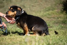 BOOTS, Hund, Beagle-Cavalier King Charles Spaniel-Mops-Mix in Ungarn - Bild 5