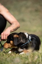 BOOTS, Hund, Beagle-Cavalier King Charles Spaniel-Mops-Mix in Ungarn - Bild 6