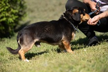 BOOTS, Hund, Beagle-Cavalier King Charles Spaniel-Mops-Mix in Ungarn - Bild 7