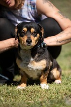 BOOTS, Hund, Beagle-Cavalier King Charles Spaniel-Mops-Mix in Ungarn - Bild 8