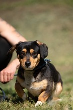 BOOTS, Hund, Beagle-Cavalier King Charles Spaniel-Mops-Mix in Ungarn - Bild 9