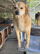 DINGO, Hund, Mischlingshund in Rumänien - Bild 1