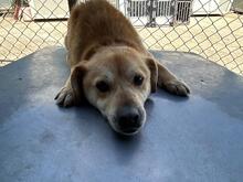 DINGO, Hund, Mischlingshund in Rumänien - Bild 10