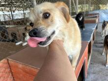 DINGO, Hund, Mischlingshund in Rumänien - Bild 2