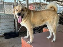 DINGO, Hund, Mischlingshund in Rumänien - Bild 3