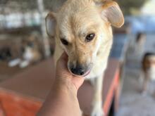 DINGO, Hund, Mischlingshund in Rumänien - Bild 4