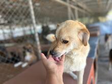 DINGO, Hund, Mischlingshund in Rumänien - Bild 5