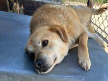 DINGO, Hund, Mischlingshund in Rumänien - Bild 7