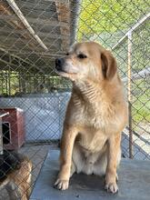 DINGO, Hund, Mischlingshund in Rumänien - Bild 8