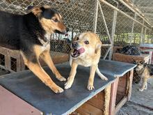 DINGO, Hund, Mischlingshund in Rumänien - Bild 9