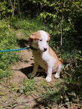 DINA, Hund, Mischling in Ludwigshafen