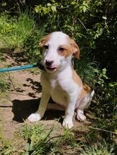 DINA, Hund, Mischlingshund in Ludwigshafen - Bild 2
