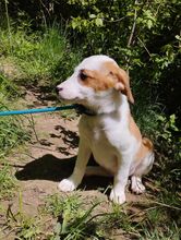 DINA, Hund, Mischlingshund in Ludwigshafen - Bild 3