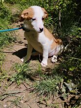 DINA, Hund, Mischlingshund in Ludwigshafen - Bild 4