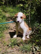 DINA, Hund, Mischlingshund in Ludwigshafen - Bild 5