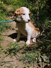 DINA, Hund, Mischlingshund in Ludwigshafen - Bild 7