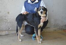 AROLDO, Hund, Mischlingshund in Italien