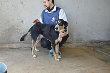 AROLDO, Hund, Mischlingshund in Italien - Bild 10