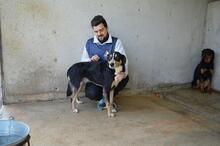 AROLDO, Hund, Mischlingshund in Italien - Bild 11