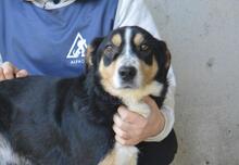 AROLDO, Hund, Mischlingshund in Italien - Bild 12