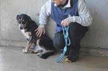 AROLDO, Hund, Mischlingshund in Italien - Bild 2