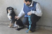 AROLDO, Hund, Mischlingshund in Italien - Bild 3