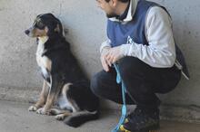 AROLDO, Hund, Mischlingshund in Italien - Bild 4