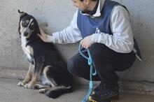 AROLDO, Hund, Mischlingshund in Italien - Bild 5