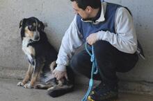 AROLDO, Hund, Mischlingshund in Italien - Bild 6