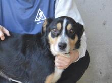 AROLDO, Hund, Mischlingshund in Italien - Bild 7