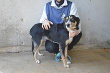 AROLDO, Hund, Mischlingshund in Italien - Bild 8