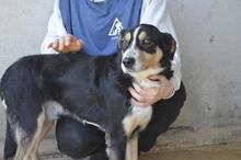 AROLDO, Hund, Mischlingshund in Italien - Bild 9