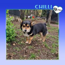 CHILLI, Hund, Mischlingshund in Bulgarien
