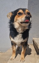 CHILLI, Hund, Mischlingshund in Bulgarien - Bild 10