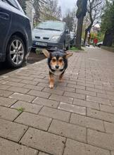 CHILLI, Hund, Mischlingshund in Bulgarien - Bild 11